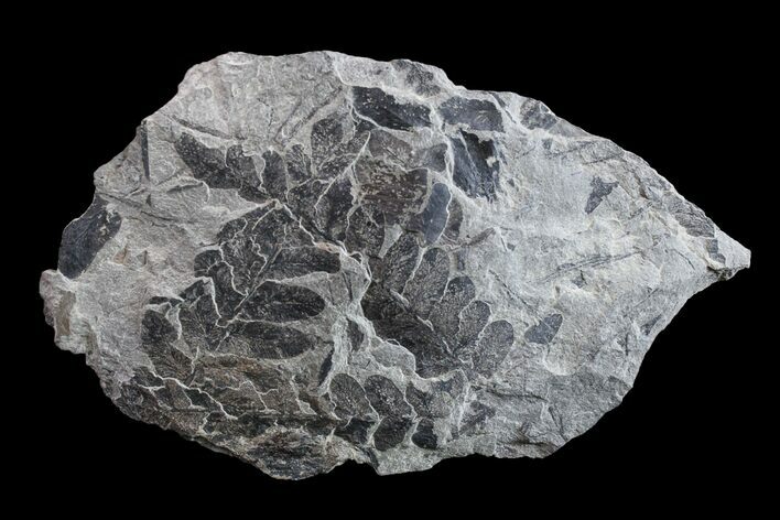 Pennsylvanian Fossil Fern (Neuropteris) Plate - Kentucky #154729